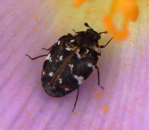 Réf. 228 017 : Anthrenus sp.